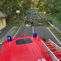baumfahrbahn_15082024.jpeg